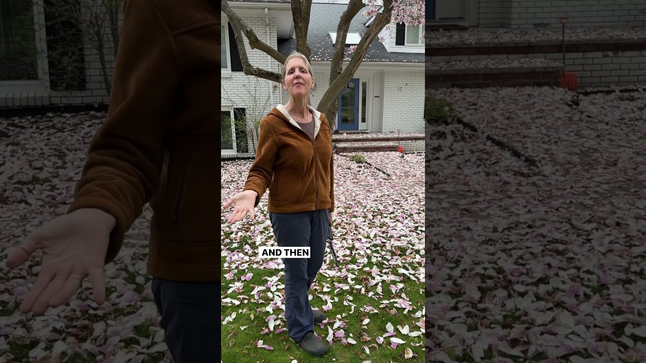 Rozważasz posiadanie drzewa magnoliowego?