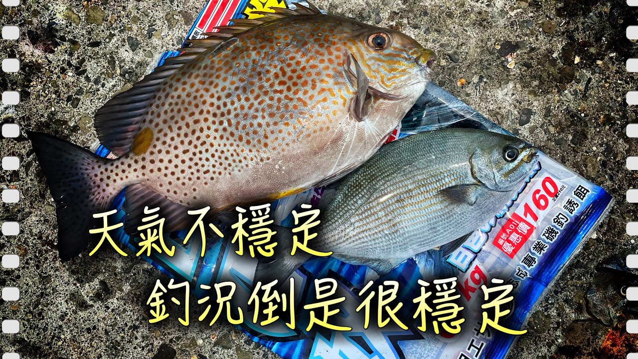 下著細雨天氣非常不穩定！咬況倒是很穩定，紀錄魚星點臭肚出水［磯釣］