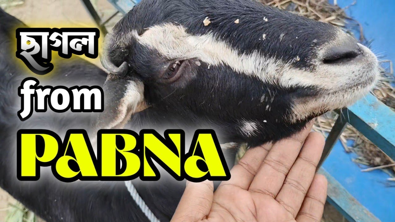 পাবনা থেকে নিয়ে আসলাম ছাগল || শাকিল ভায়ের খামার থেকে কিনলাম Black Bengal ছাগল || @TheJunayedOfficial