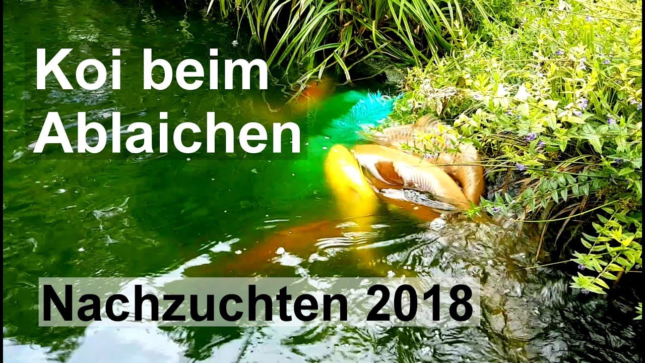 Koi beim Ablaichen - Nachzuchten 2018 [Teil 1]