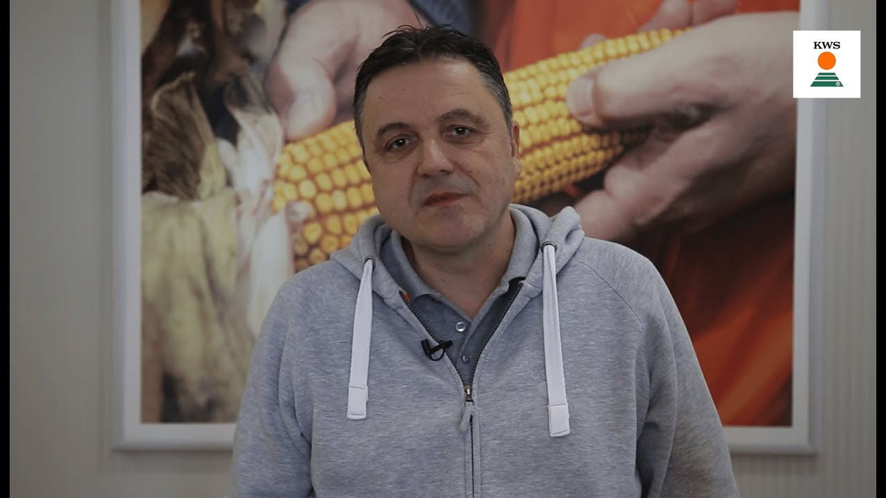 KWS DIAMIRO - Hibrid prvenstveno za zrno ali može opciono i za silažu
