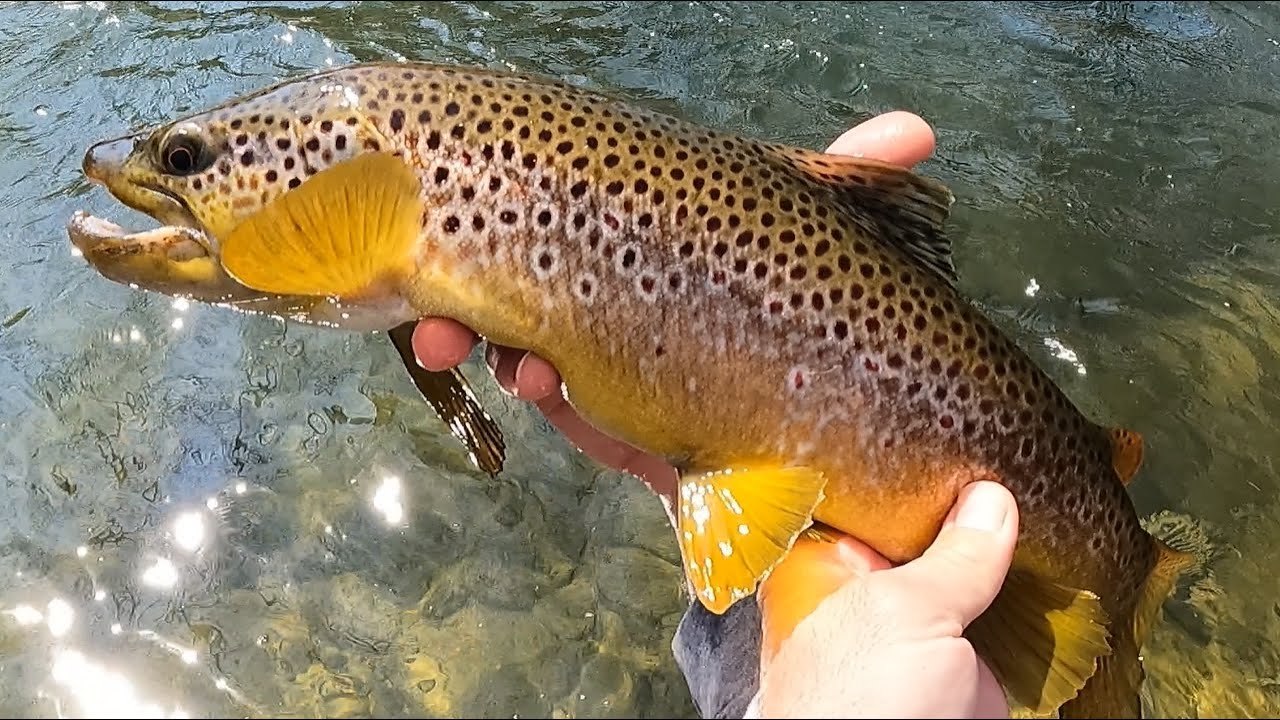 HAPPY EASTER!, Fly Fishing Beautiful Bushkill Creek, 