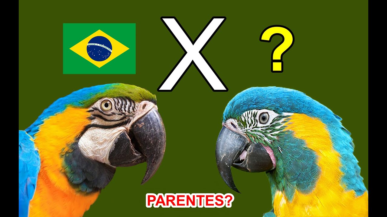 Conheça a Arara-glaucogularis (raríssima)