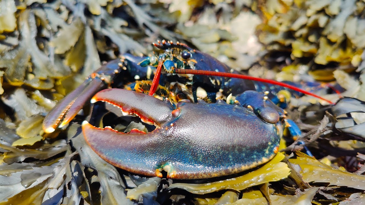Coastal Foraging - Lobster Catch and Cook - Spider Crabs, Pipe Fish, Plus Underwater Footage!