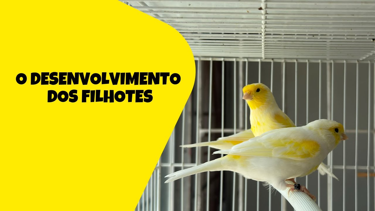 O DESENVOLVIMENTO DOS FILHOTES
