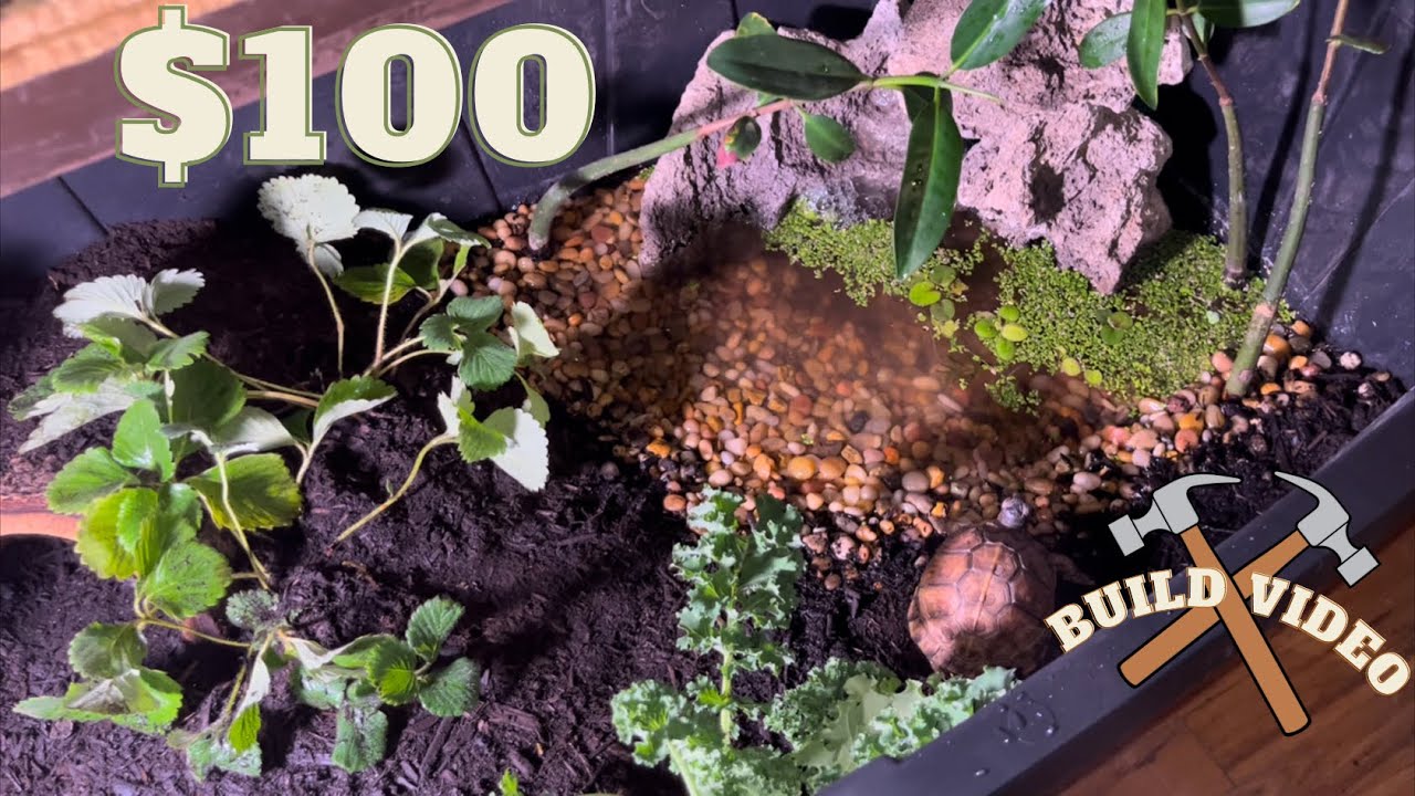 MASSIVE Indoor Box Turtle Habitat
