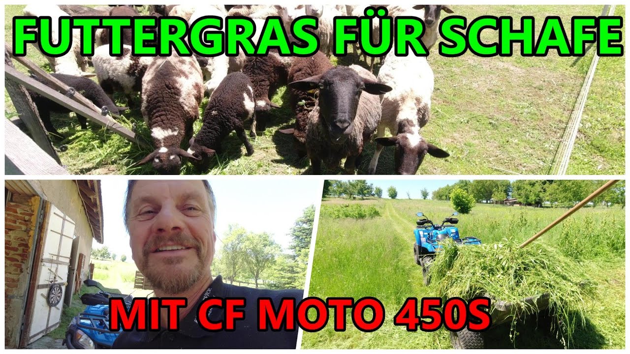 CF Moto 450S Futtergras f&uuml;r die Schafe