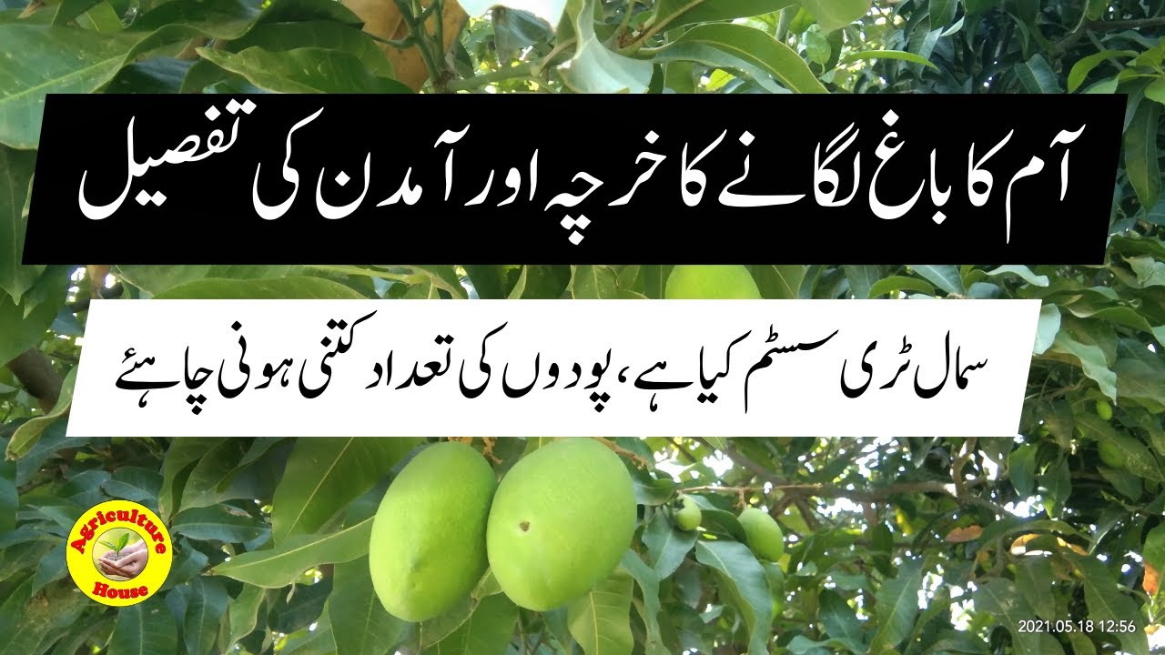 Small Tree System Mango Orchard