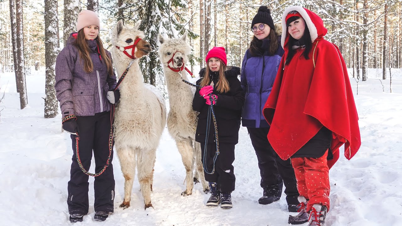 Santa's Pets: Alpaca walking - Tallitontun Pihan alpakkakävely - Santa Claus Village Rovaniemi