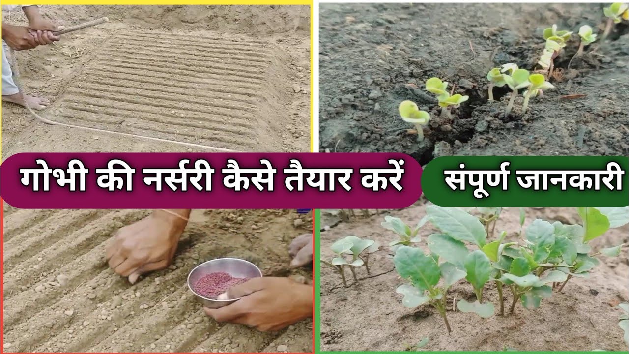 गोभी के पौधे की नर्सरी कैसे तैयार करते हैं संपूर्ण जानकारी। Cauliflower Seeds Germination Technique