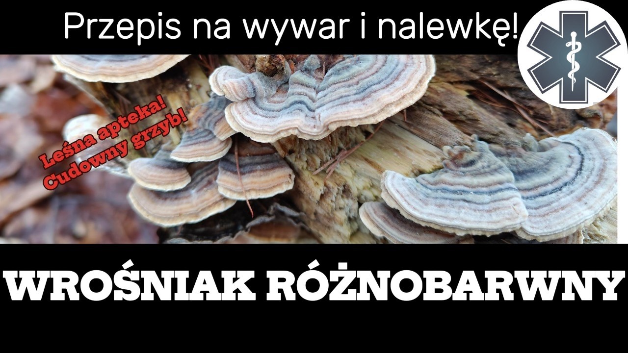 Wrośniak Różnobarwny - Leśna apteka w naszym domu!