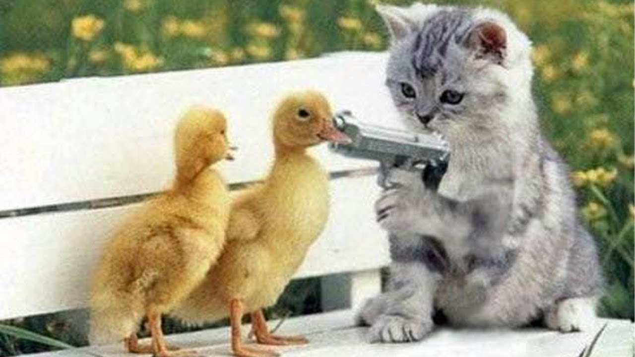 🐶 Funniest Video Of The Week About Dogs and Cats 🤣 - Best Funny Animal Videos Of 2024 😆