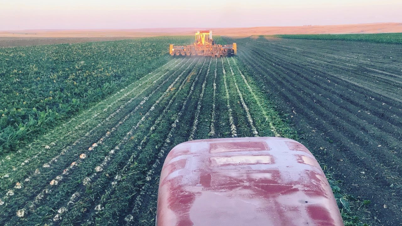 Beet Harvest 2020 ep. 4