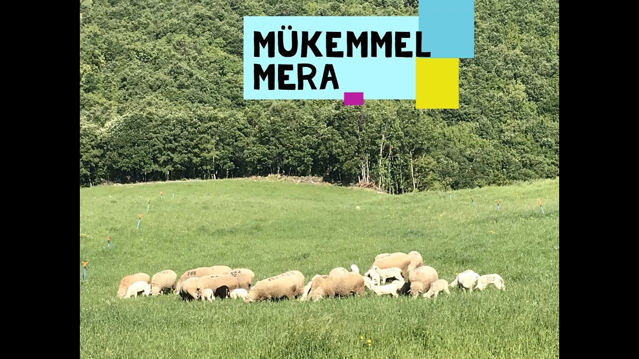 MERAYA DAYALI HAYVANCILIK (Açık Sistem Mera Hesabı Kaç Dönüm)