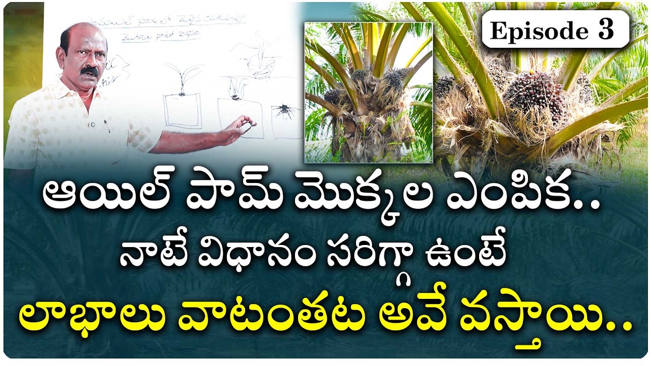 ఆయిల్ పామ్ మొక్కలఎంపికతో పాటు నాటే విధానంలో కూడాజాగ్రత్తలు తీసుకుంటేలాభాలు ప్రాథమికంగాసంపాదించినట్లే