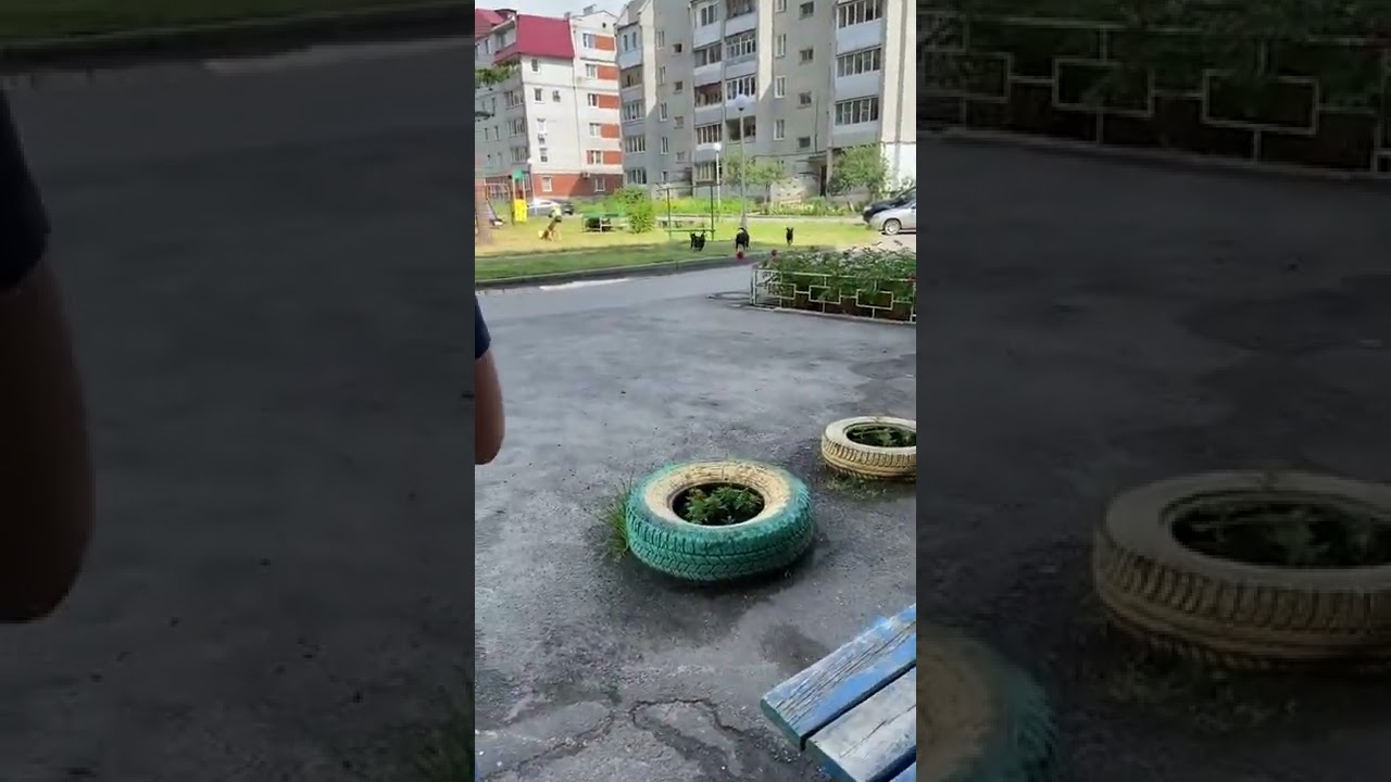 шавло тиранит людей😱