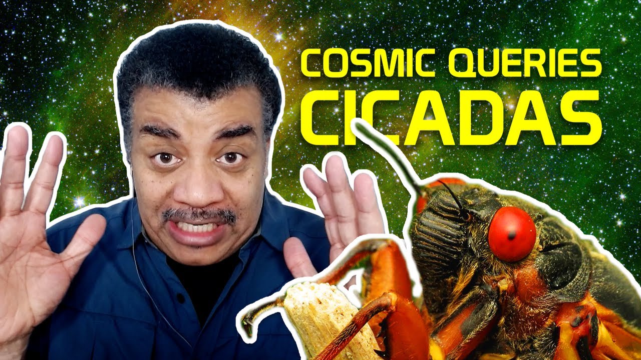 Cicada Invasion! With Jessica Ware - Cosmic Queries