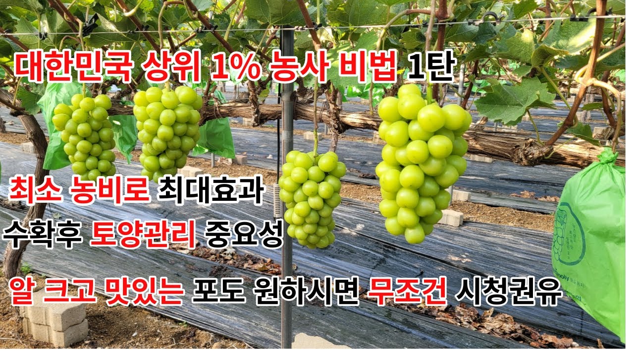 맛있는 샤인머스켓 농사 비법 과 수확후 농장관리 특히 토양에 중요성을  전문가 분께 배워 봅니다 #샤인머스켓 #감문농약사#청금농장#물관리#포도#비료#알키우기#비대#당도#일소#신품종