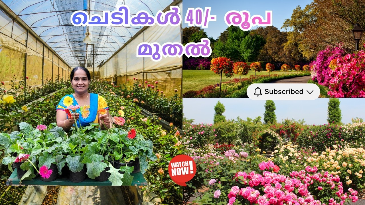 COMBO OFFER SALES Rs.40/-🌺🌸🍀🍃 II MALAYALAM VLOG 183 #specialoffers @UshusHomeGarden