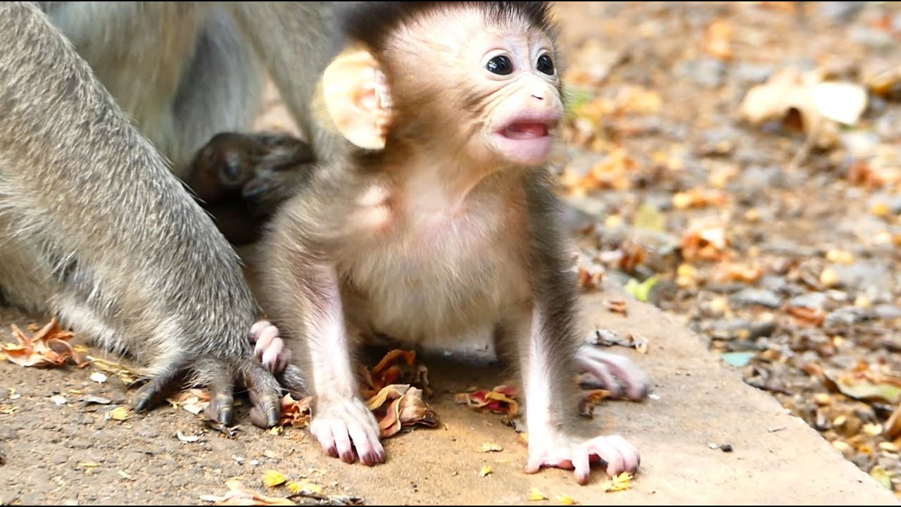 Baby monkey aria has real Smile with lip smacking gesture. rose follow take care baby monkey aria.