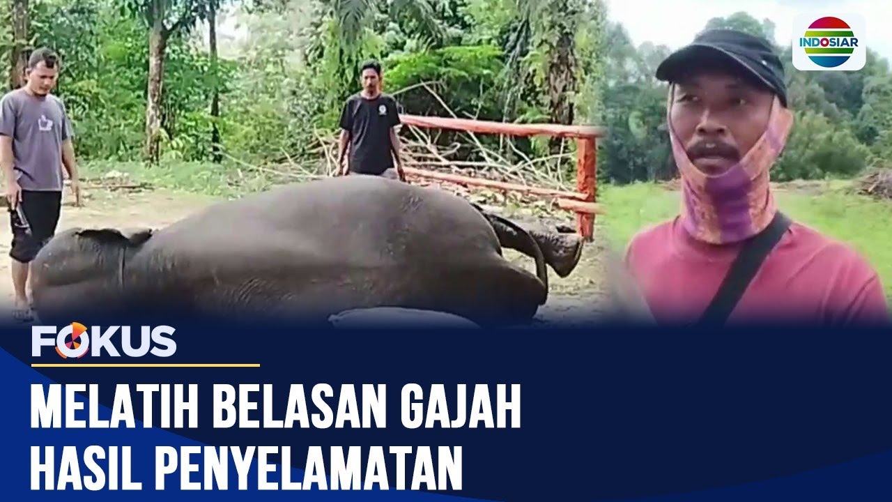 Atasi Konflik Satwa, Belasan Gajah Liar di Riau Jalani Pelatihan di Pusat Minas | Fokus