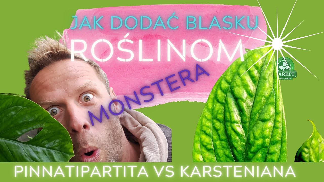 MONSTERA KARSTENIANA CZY PINNATIPARTITA🌿 i efekt błyszczących liści