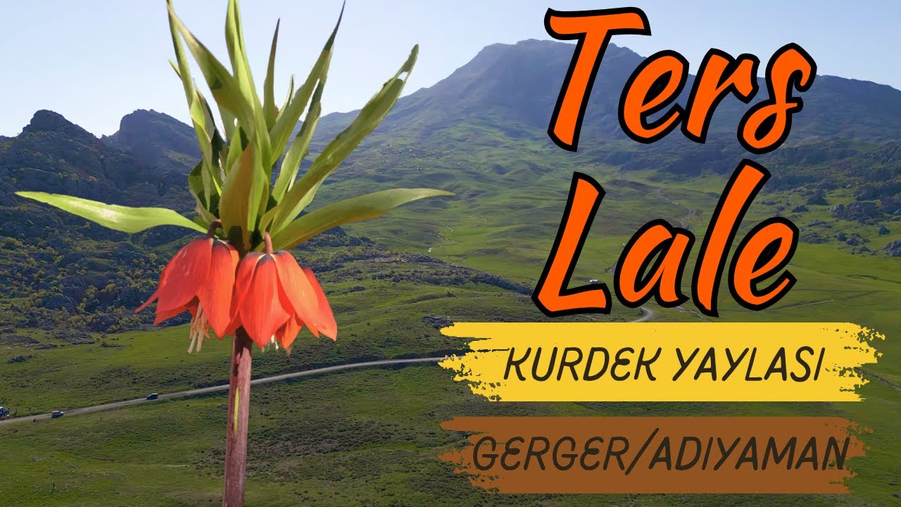 Ters Lale | Kurdek Yaylası ADIYAMAN Drone VLOG