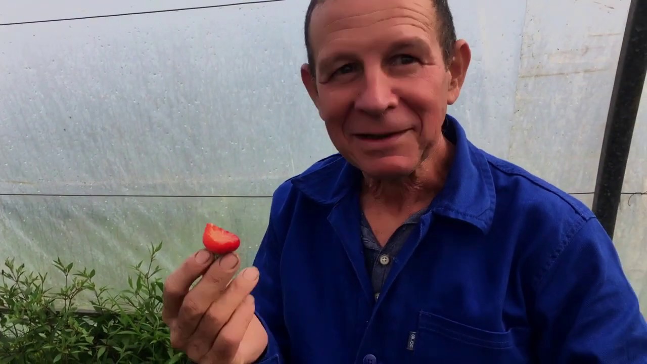 Actualité - Rencontre avec un producteur de fraises