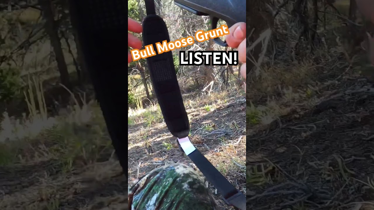 45yards Don&rsquo;t have that tag🥺 #gun #hunting #moose #trending #october #shortsfeed #outdoors #nature