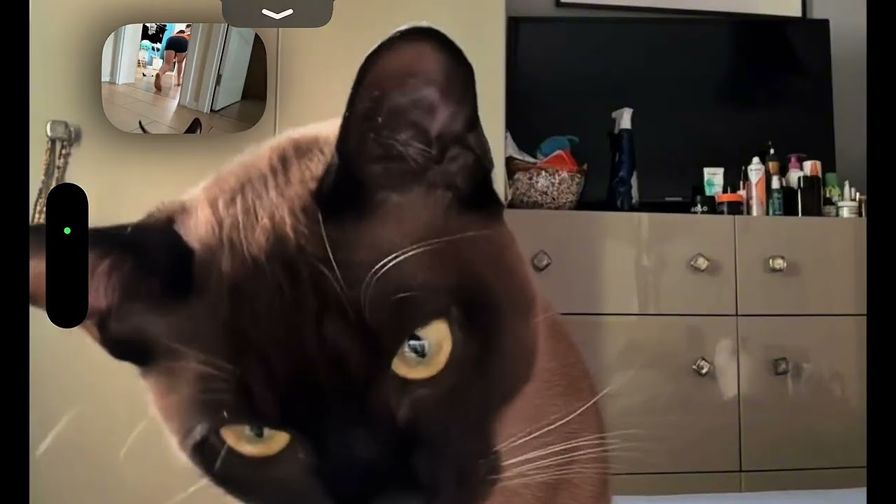 Cats on FaceTime Be Like…