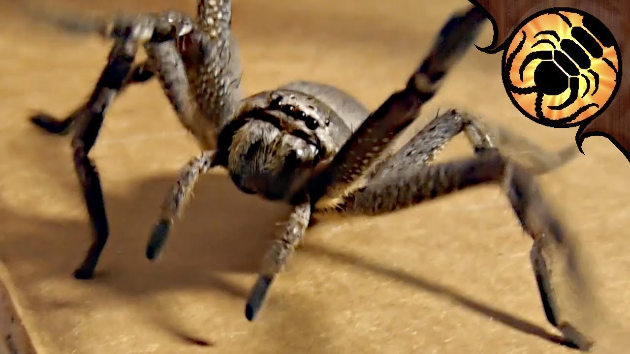 I got HUNTSMAN SPIDERS for my Birthday