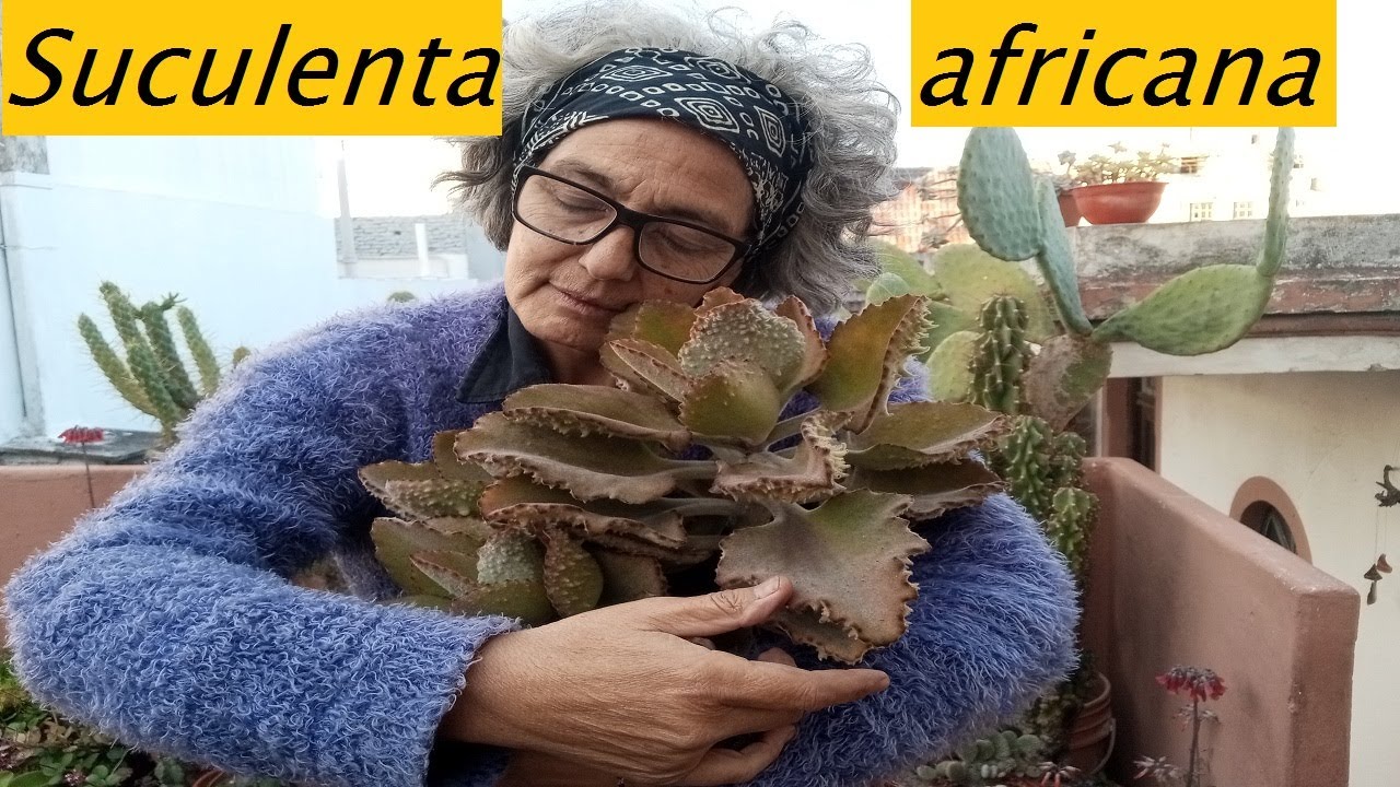 Kalanchoe Beharensis Suculenta exótica #lasplantasdegeral #suculentas #jardin #kalanchoe #plantas