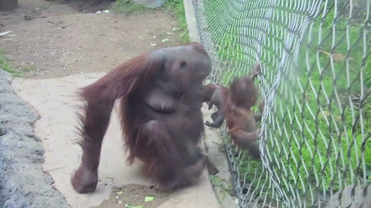 Orangutans Kalim & Baby (born 10.10.25) at Los Angeles Zoo (filmed 1.6.2026/ no sound)
