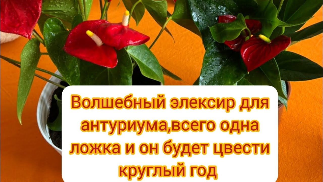 Чем подкормить антуриум, чтобы цвел круглый год.#антуриумуход#цветыдлядома #антуриум#anturium