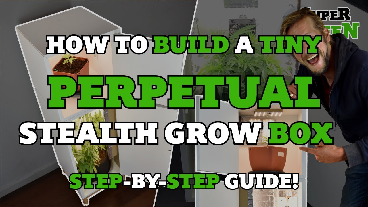 How to grow weed in tiny perpetual stealth grow box - Vegging and blooming at the same time!