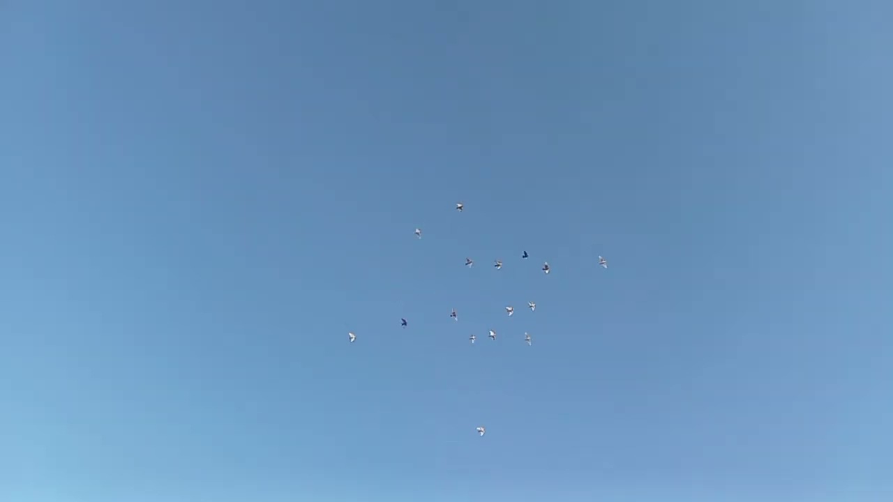 احلي نش في احلي غيه ابوريش 