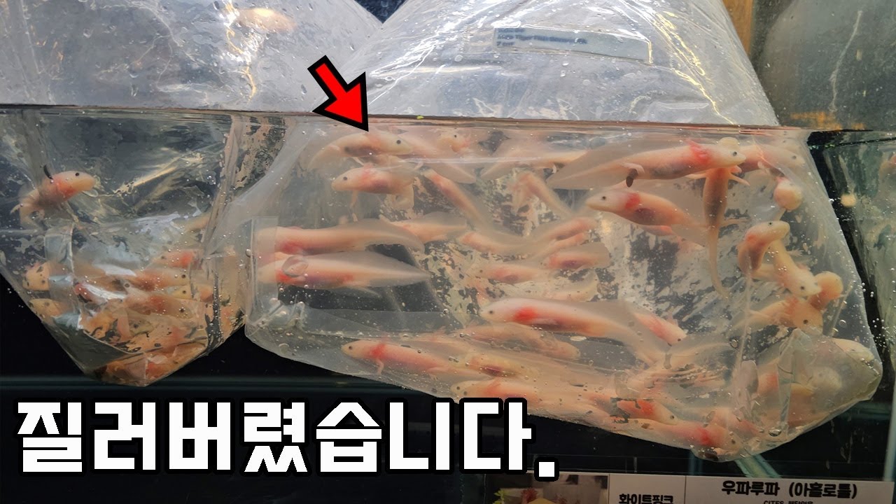 결국 질러버렸습니다..우파루파 100마리 입양해왔는데...이걸 어쩌죠