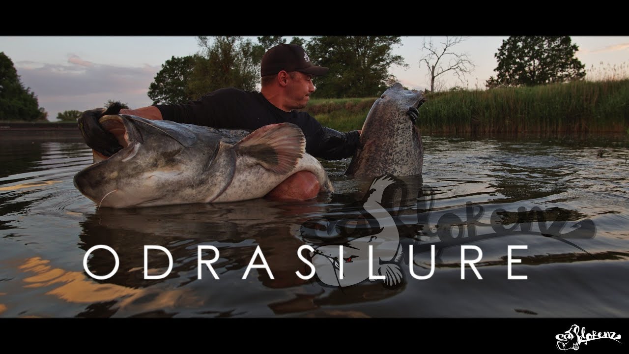 ODRASILURE - Der Film... Livebisse, Drill's & 2m ++ Waller aus Deutschland _ catflorenz
