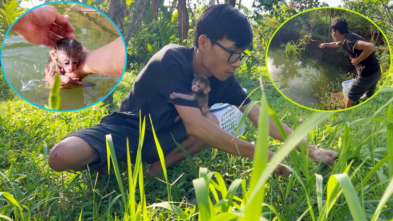Baby Monkey DoDo's Playful Adventures: Planting Pumpkins, Feeding Fish, and River Baths