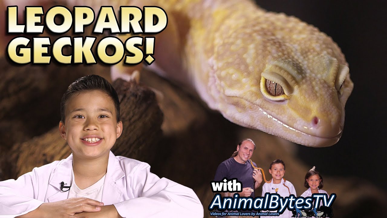 LEOPARD GECKOS! Pet Reptiles with EvanTubeHD & AnimalBytesTV!