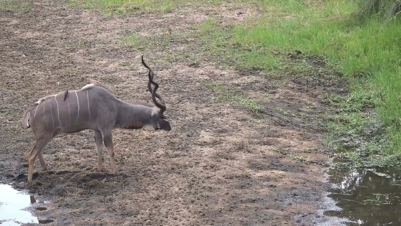Kudu Bulls Cover Their Horns With Mud | Kruger National Park