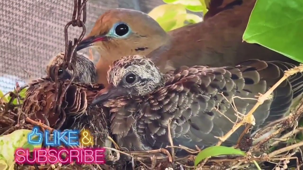 Un nido de palomas Huilotas o Mourning dove con 2 huevitos! (1era parte de la historia)