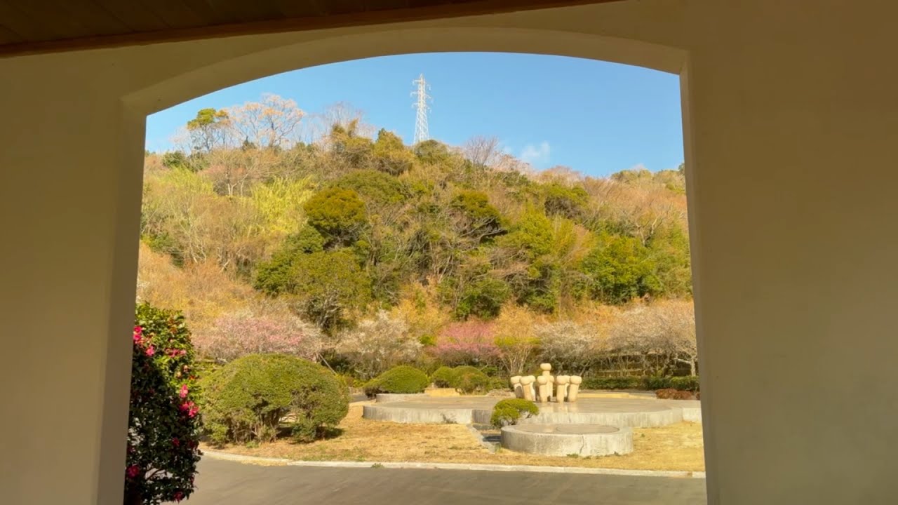2026/01/30　紅梅六分咲き　白梅一部見頃　蝋梅超満開！　松軒山公園　その５　〜愛媛県愛南町〜