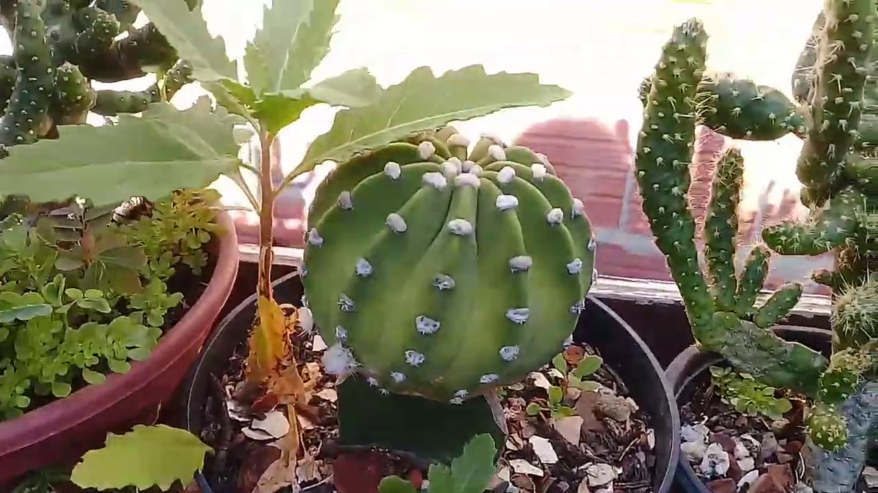 Flores de cactos? Sementes f&eacute;rtil# v&aacute;rios g&ecirc;nero de Echinopsis...