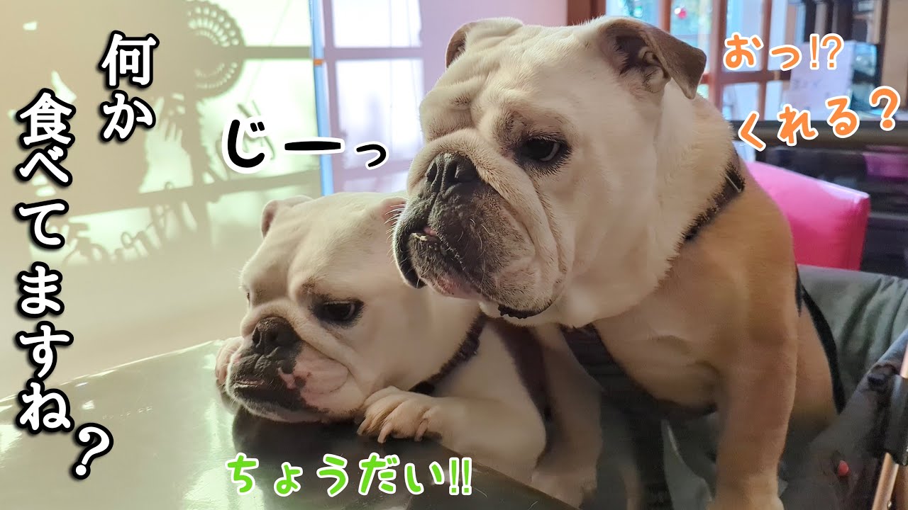 ご飯の時だけ兄妹協力して無言の圧力でおねだりをする愛犬がこちら！【Bulldog】