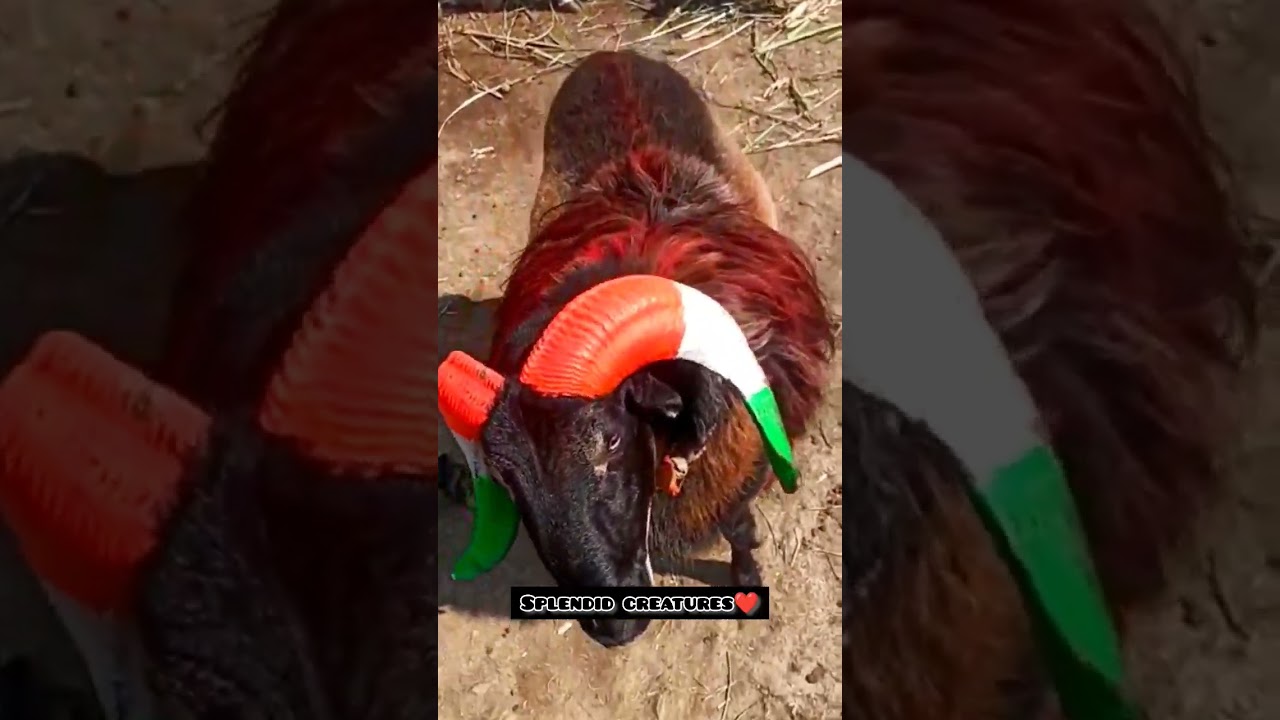 Pure Bloodline Ram of Karnataka State Awesome Looks.