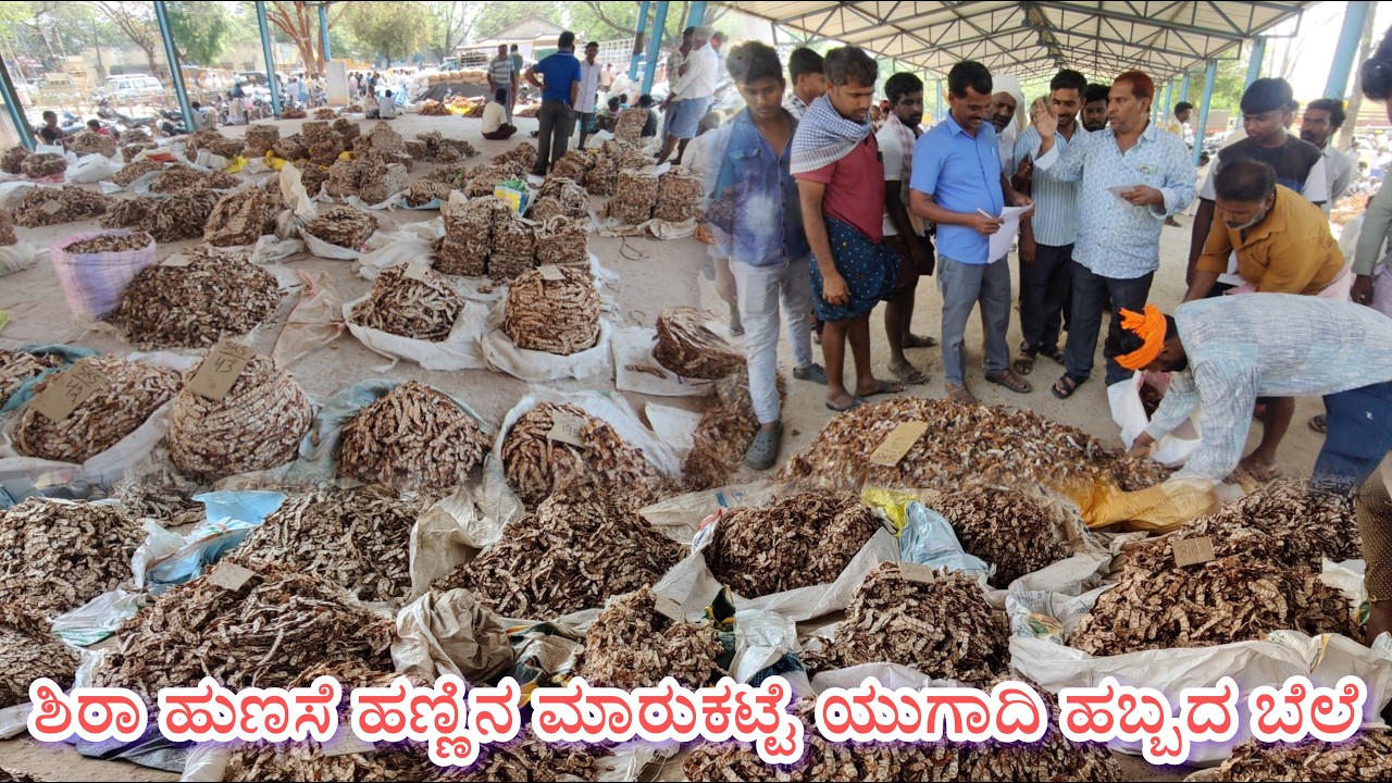 ಶಿರಾ ಹುಣಸೆ ಹಣ್ಣಿನ ಮಾರುಕಟ್ಟೆ ಯುಗಾದಿ ಹಬ್ಬದ ಬೆಲೆ 17/3/2026Shira tamarind fruit market