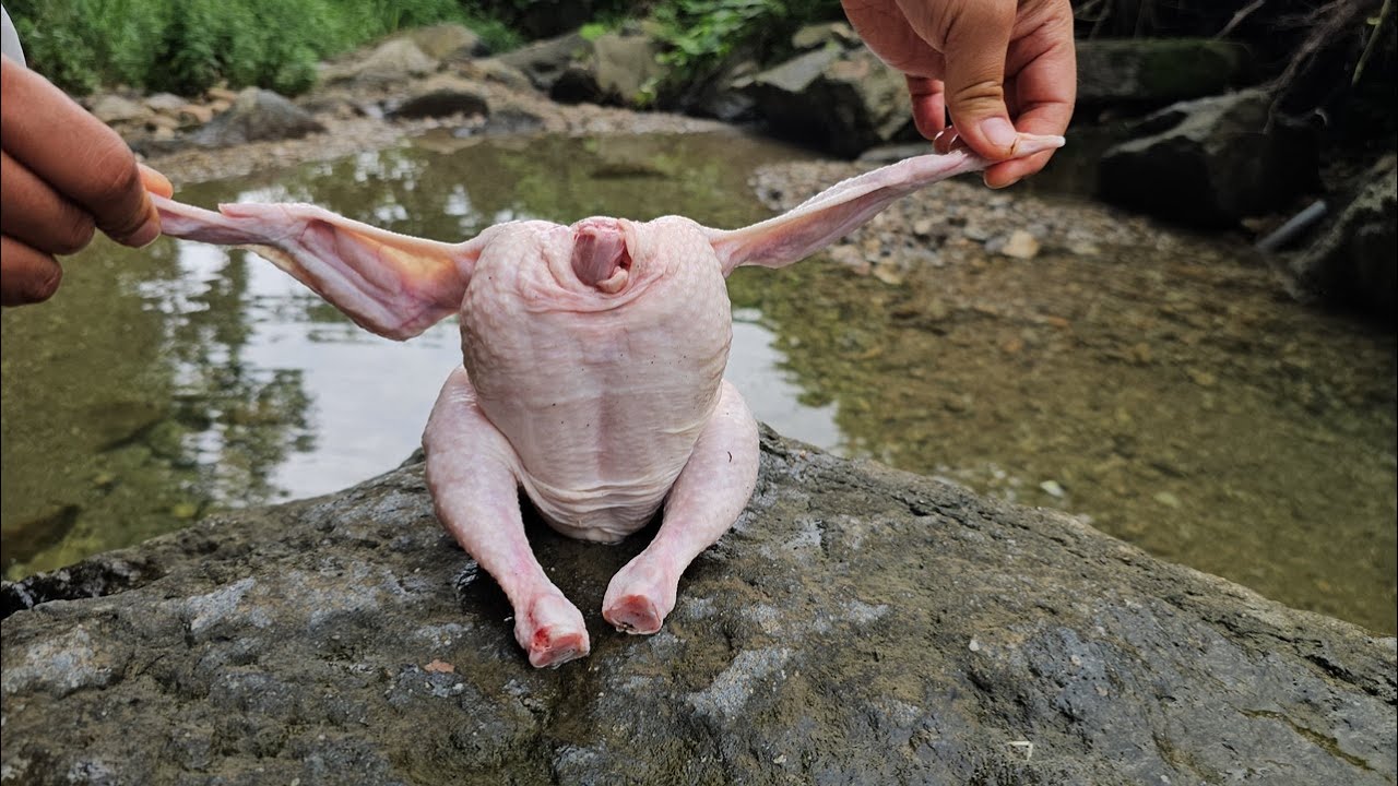생닭을 계곡에 70시간 동안 담궈 놓으면 생기는 일..ㄷㄷ