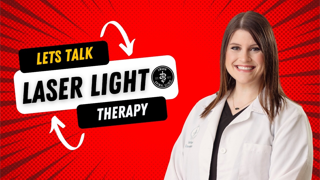Let's Talk Laser Light Therapy with Dr. E @SwannAnimalClinicVeterinary
