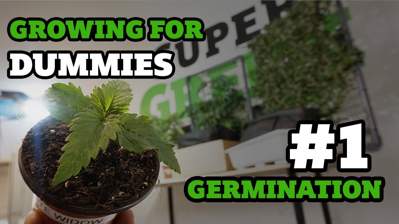 How to grow weed #1 : Germination